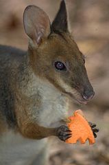159px-Pademelon-eating-with-hands.jpg