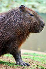 160px-Capivara_ST.jpg
