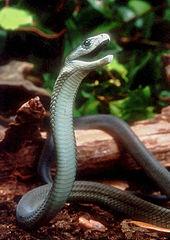 170px-Dendroaspis_polylepis_by_Bill_Love.jpg
