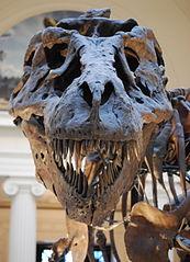 173px-Sue_TRex_Skull_Full_Frontal.JPG