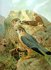 174px-Falco_columbarius_NAUMANN.jpg