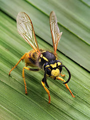 180px-Vespula_germanica_Richard_Bartz.jpg
