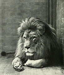 206px-Sultan_the_Barbary_Lion.jpg