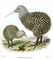 215px-ApteryxHaastiiMKeulemans.jpg