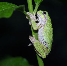 220px-Gray_tree_frog.jpg