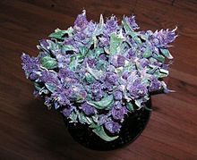 220px-Purple_Haze_(Cannabis).jpg