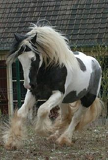 220px-Tinker1.jpg