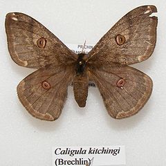240px-Caligula_kitchingi_sjh.jpg
