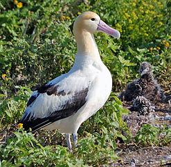 247px-Short_tailed_Albatross1.jpg