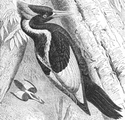 251px-Campephilus_principalisAO5F391LA-frBrehm.jpg