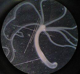 260px-Hydra001.jpg