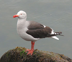 279px-Dolphin_Gull_-_Leucophaeus_scoresbii_on_rock.jpg