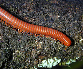 291px-Millipede.jpg