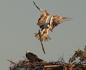 295px-Pandion_haliaetus_-Belize_-building_nest-8.jpg
