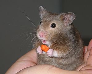298px-Hamster_in_hand-cropped.jpg