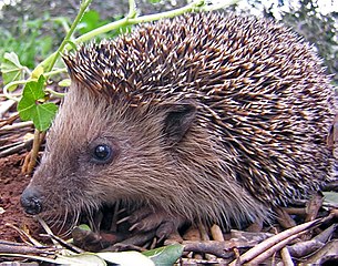 305px-Igel.JPG