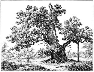 313px-Storkeegen.jpg