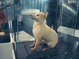 320px-Belka.Space_dog.jpg