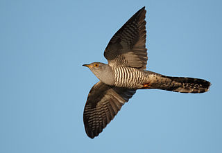 320px-Cuculus_canorus_vogelartinfo.jpg