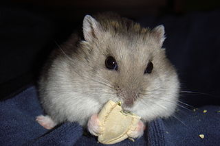 320px-Djungarian_hamster_Świr_eating_pumpkin_seed.JPG