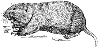 320px-Gopher_2_(PSF).png