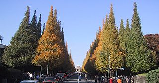320px-Jingu_Gaien_Ginkgo_Street_Tokyo.jpg
