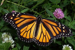 320px-Monarch_In_May.jpg