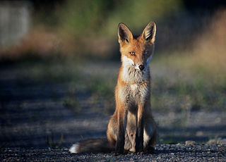 320px-Räv_vid_Revhusen_i_Ystad_-_Juli_2012..jpg