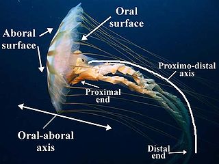 320px-Radiate_Oral-aboral_Axes.JPG