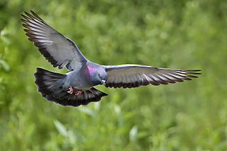 320px-Rock_dove_-_natures_pics.jpg