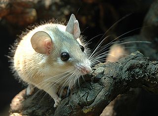320px-Sinaistachelmaus.jpg