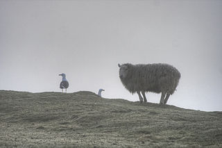 320px-Texel_sheep_and_gulls_on_Flat_Holm.jpg