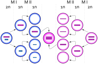 320px-XXXX_syndrome.svg.png