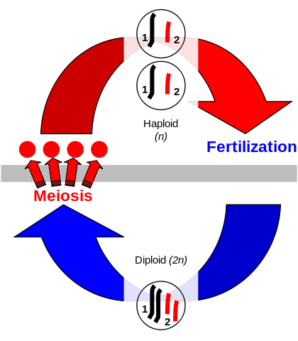 420px-Sexual_cycle.svg.png