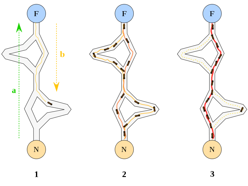 800px-Aco_branches.svg.png