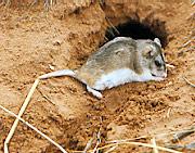 ARCH_rodent.jpg