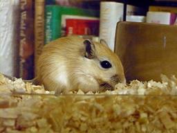 A_young_gerbil.jpg