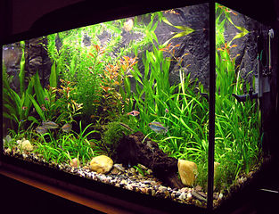 Amaterske_akvarium.jpg