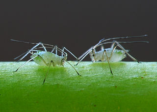 Aphidoidea_puceron_Luc_Viatour.jpg