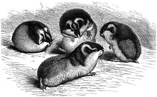 Berglemming-drawing.jpg