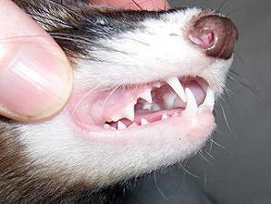 Buffy_teeth.jpg