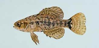 Elassoma_sp.jpg