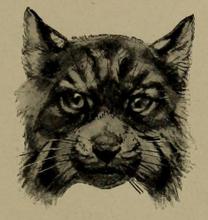 Ernest_Ingersoll_-_lynx_rufus.JPG