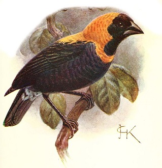 EuplectesGierowiiAnsorgei.jpg