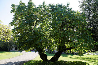 Feeringbury_Manor_split_double_trunk_tree,_Feering_Essex_England_1.jpg