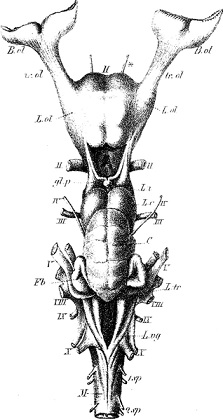 Fritsch_dogfish_shark_brain.jpg