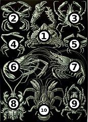 Haeckel_Decapoda_big_spots.jpg