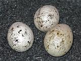 Kuckuck-Goldammer-4.jpg