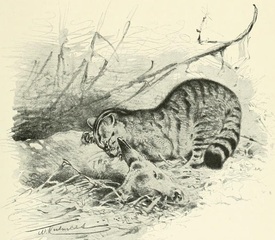 Lydekker_cat_fawn.jpg