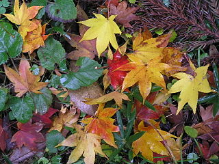 Momiji_B221212.JPG